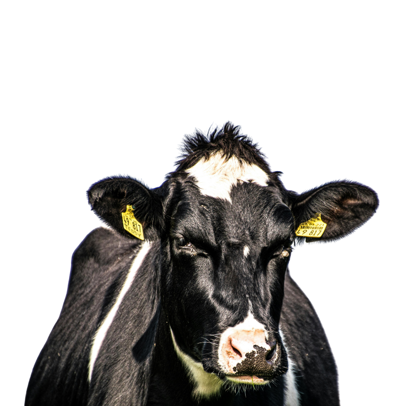 accesorios-y-suministros-cevacos